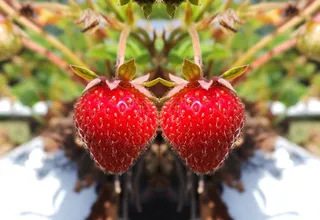 草莓，红色，美味，甜，水果，水果