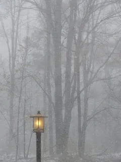 发布，光，灯，外，路灯，树木，性质