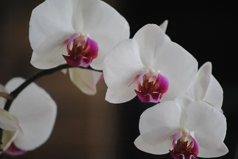 兰花,白色,花,性质,热带,花瓣,植物 兰花,白色,花,性质,热带,花瓣,植物