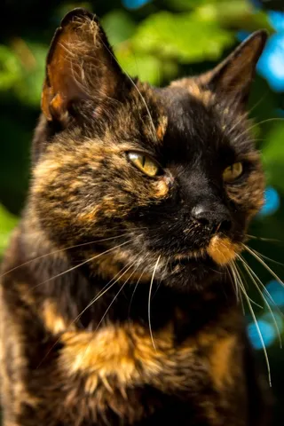 猫，肖像，宠物，家猫，毛皮，亲爱的，甜