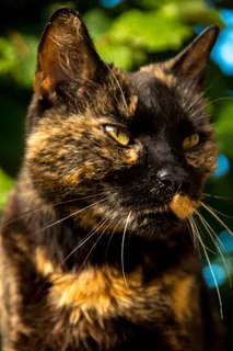 猫,肖像,宠物,家猫,毛皮,亲爱的,甜 猫,肖像,宠物,家猫,毛皮,亲爱的,甜