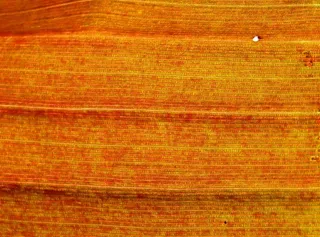 植物，詹姆斯，关闭，宏，结构，纹理