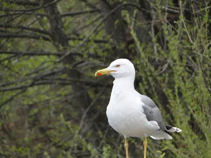 海鸥，鸟，自然，动物，散景
