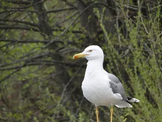海鸥，鸟，自然，动物，散景