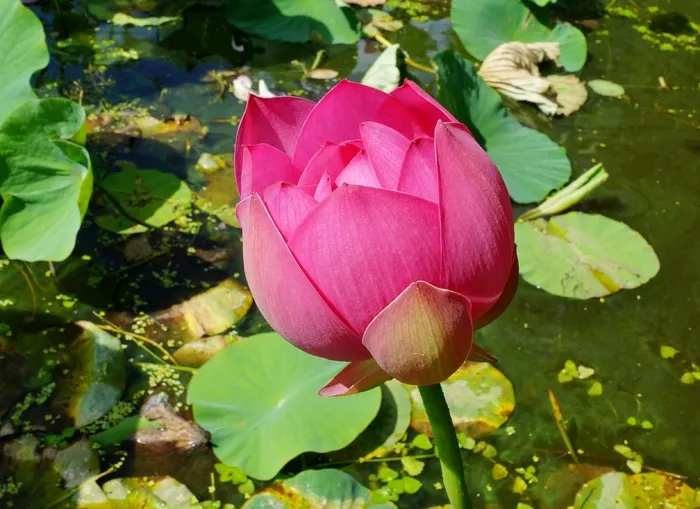 鲜花，荷花，池塘