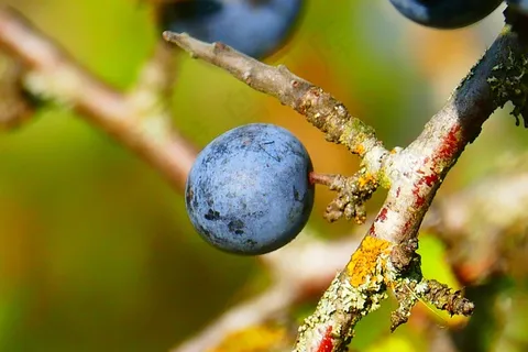 Schlehe,Blackthorn,Schlehendorn,Heckendorn Schlehe,Blackthorn,Schlehendorn,Heckendorn