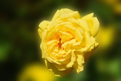 玫瑰,黄色,黄玫瑰,花,玫瑰绽放,关闭 玫瑰,黄色,黄玫瑰,花,玫瑰绽放,关闭