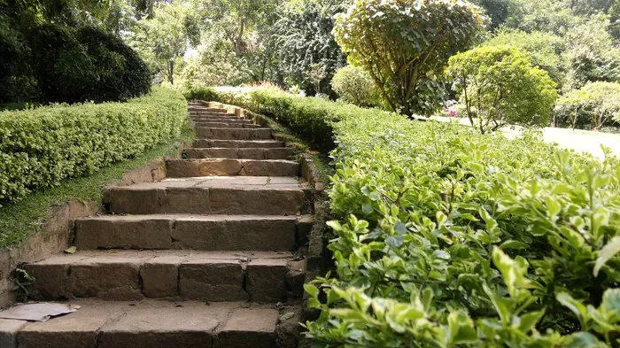 景观，植物，自然，锡兰，Peradeniya，康提