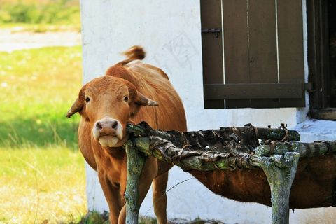 牛,痒,农场动物,动物,农场,红色,棕色 牛,痒,农场动物,动物,农场,红色,棕色