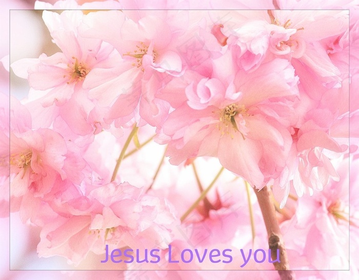 花卉,花背景,玫瑰花,云南樱花,粉百合,耶稣爱你