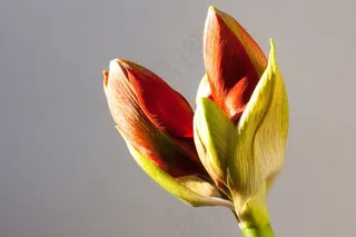 孤挺花，红色，芽，花卉，植物，植物学，关闭