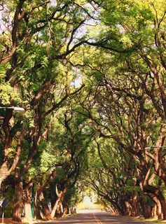 阿拉米达,大道,街,道路,树,Arboleda,分支机构 阿拉米达,大道,街,道路,树,Arboleda,分支机构