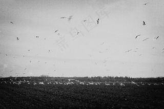 鸟的天堂,墙,天空,文字图片,白鹭天堂,鸟儿飞越田野