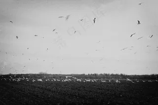 鸟的天堂,墙,天空,文字图片,白鹭天堂,鸟儿飞越田野