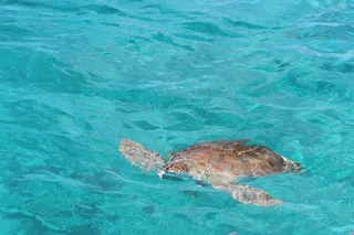 海龟，3月，加勒比海