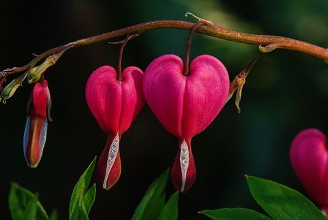 心脏出血，花，天然粉红色，开花，盛开