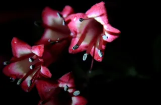 鲜花，自然，植物，花背景，花的