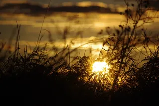 日落，植物，草，自然，天空，风景，太阳