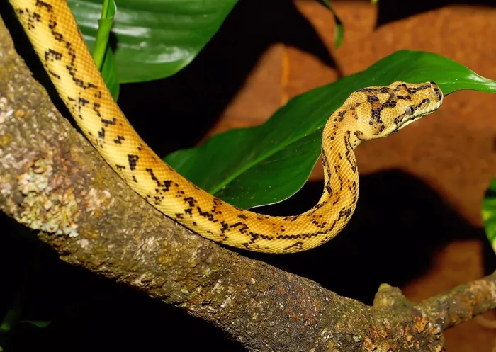Python，蛇，地毯Python，压缩器，爬行动物