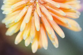 花，植物，招标，罚款，盛开，黄色，橙色