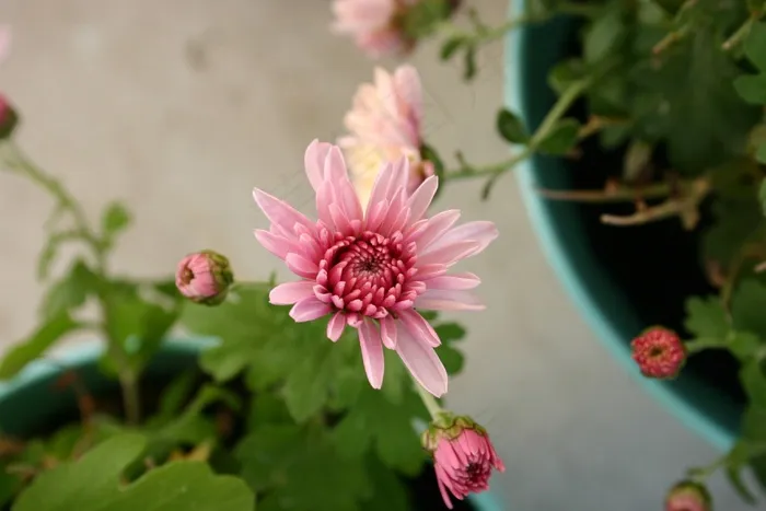 菊花，花，秋，植物，宏，鲜花