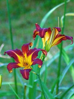 花，虎百合，百合，性质，植物，开花