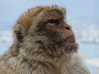 猴子，巴巴利猿，直布罗陀，猴子山，西班牙