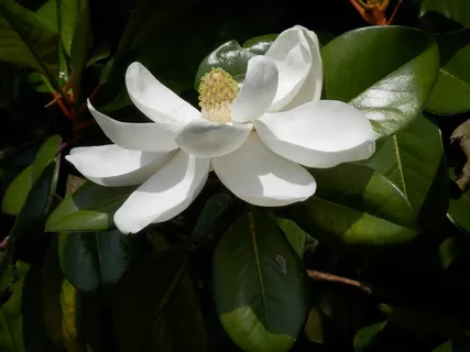 南部木兰,玉兰,树,花 南部木兰,玉兰,树,花