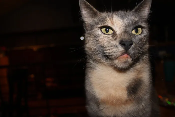 猫，愤怒，Tor，家养，脸，动物