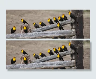 黄头黑bird，雄性，鸟类，野生动物