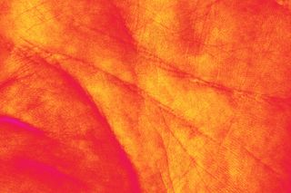 手，棕榈，打印，人，手，皮肤，成人