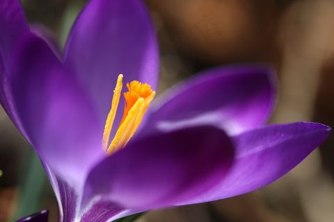 春天，番红花，花，性质，宏