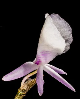 野生兰花，兰花，白紫，开花，盛开