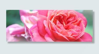 花卉,玫瑰花,粉色玫瑰,粉红色玫瑰花,粉红花,红色和粉红色的玫瑰的近似