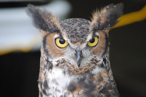 猫头鹰，自然，动物，鸟，野生动物，可爱的动物