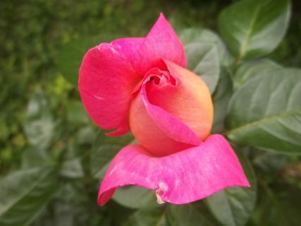 粉红色，罗莎，自然，美女，花卉，委内瑞拉