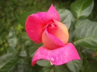 粉红色，罗莎，自然，美女，花卉，委内瑞拉