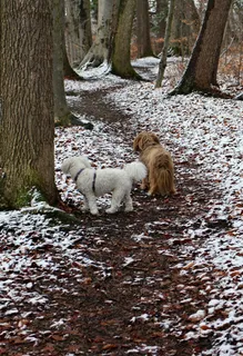 走，路径，狗，狗，等待，看看，期望，手表
