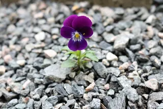 中提琴，蚜虫，紫色