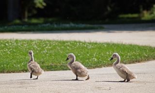 天鹅，蹒跚，小鸡，可爱，鸟，年轻的动物，甜