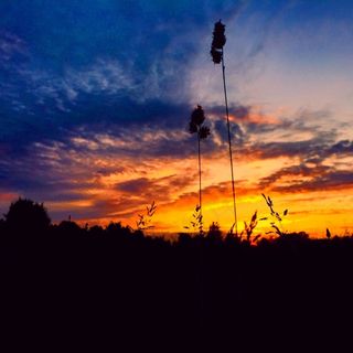 日落，橙色的天空，草药，野生，景观，自然