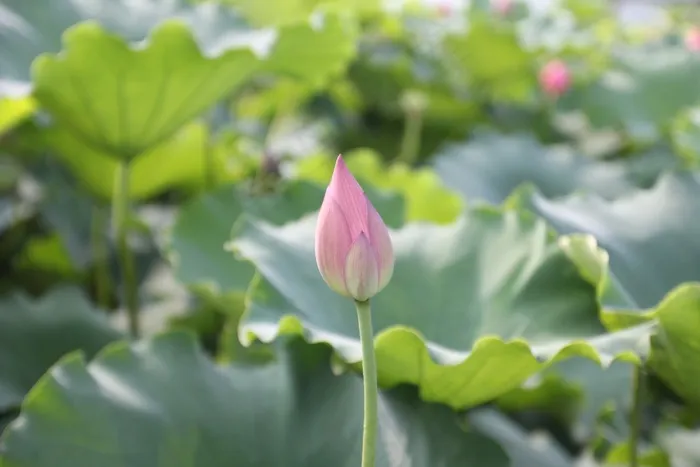 莲花，芽，开花，花，植物，叶子，水生