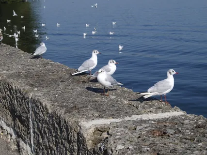 基姆湖，上巴伐利亚行政区，蓝色，性质，海鸥，鸟