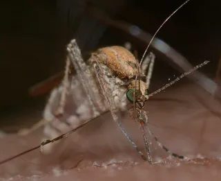 昆虫，蚊子，库蚊，Pipiens，宏