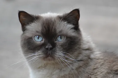 猫,英国短毛猫,Mieze,蓝眼睛,毛皮,棕色 猫,英国短毛猫,Mieze,蓝眼睛,毛皮,棕色