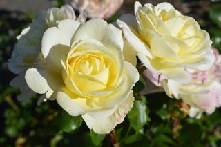 鲜花，玫瑰，自然，浪漫，植物，花园