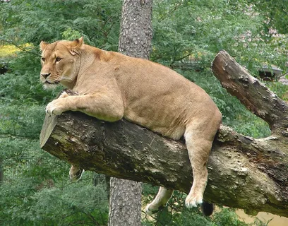 母狮，捕食者，休息，动物世界，野生，动物