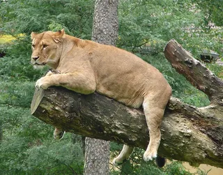 母狮，捕食者，休息，动物世界，野生，动物