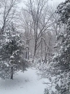 雪,树木,冬季,圣诞节,冷,景观,森林 雪,树木,冬季,圣诞节,冷,景观,森林