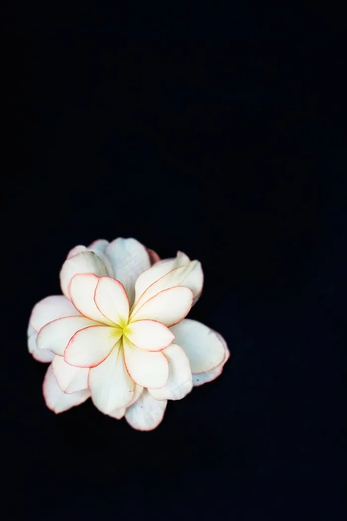 花，开花，植物，盛开，性质，花瓣，花的